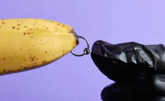 A banana with a captive bead ring attached to the tip showing the placement of a Prince Albert Piercing